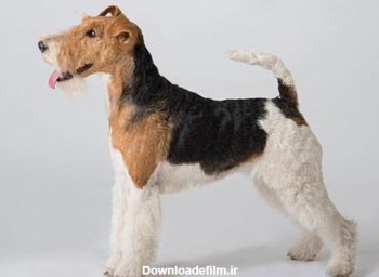سگ فاکس تریر موصاف fox terrier dog