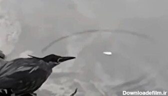 زیرکی پرنده در گرفتن ماهی را ببینید/ یک طعمه دارد و آن را به هر ماهی نمی‌دهد (فیلم)