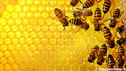 تشخیص عسل طبیعی ,خواص درمانی عسل طبیعی , عسل طبیعی
