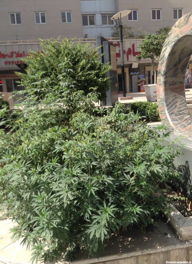 کاشت ماری‌جوانا به جای گل در مجتمع مسکونی! - تابناک | TABNAK