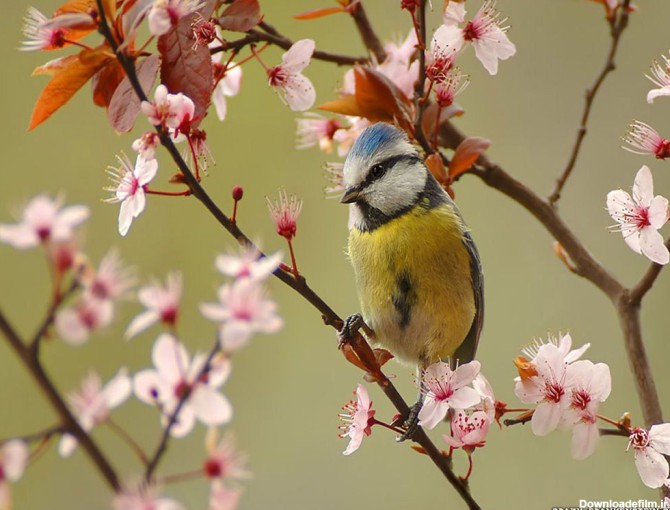بلبل زیبا در فصل بهار