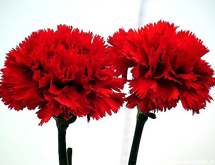 خرید پستی بذر گل میخک قرمز - Carnation Red seed | فروشگاه ...