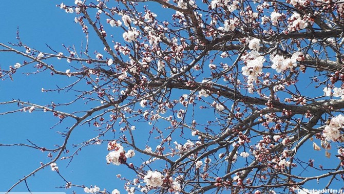مشاهده شکوفه های زیبای بهاری در بروجرد + عکس
