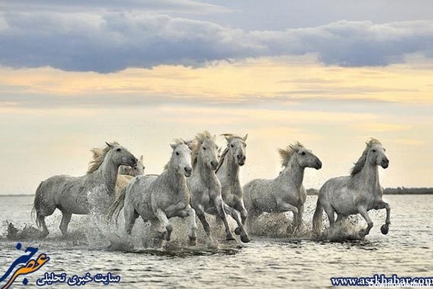 تصاویر دیدنی از دنیای اسب های وحشی