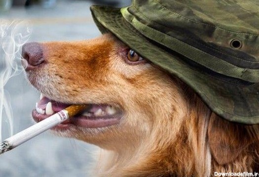 عکس های خنده دار از سگ ها ۱۴۰۰ - عکس نودی