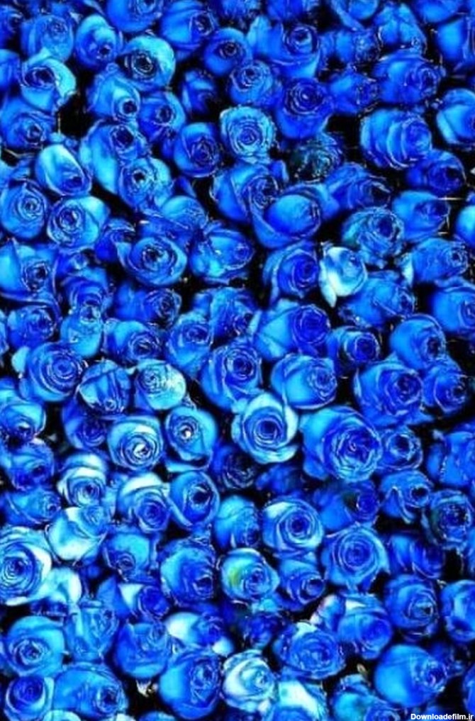 خرید و فروش گل رز آبی با شرایط فوق العاده - آراد برندینگ