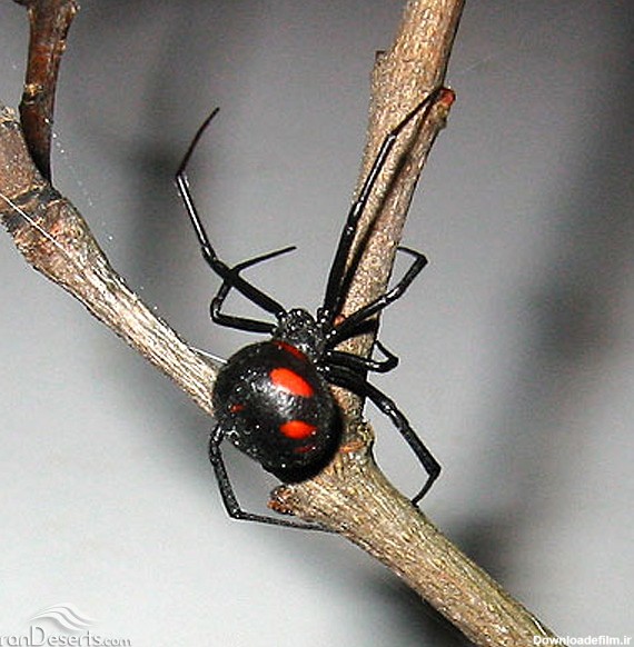 عنکبوت بیوه سیاه - کویرها و بیابان‌های ایران