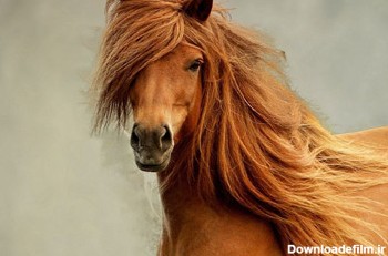 اسب زیبا با یال بلند beautiful golden horse