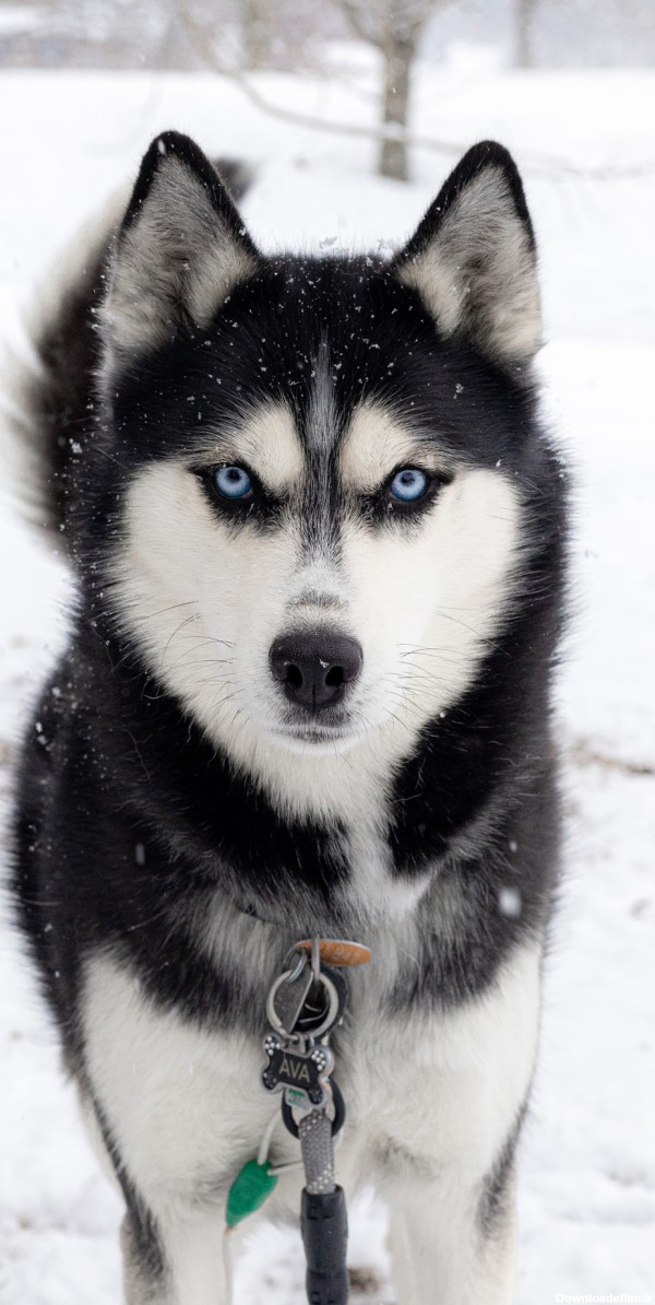 مجموعه دانلود عکس سگ هاسکی چشم یخی (جدید)