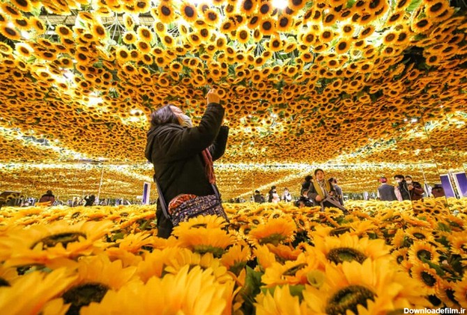 عکس روز| چیدمان گل آفتابگردان - همشهری آنلاین