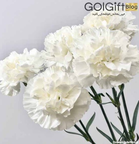 گل میخک، یکی از زیباترین گیاهان تزئینی | گل گیفت