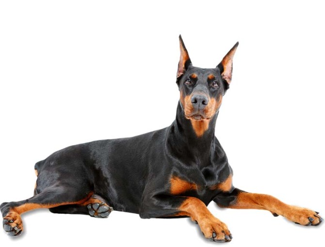 معرفی کامل نژاد سگ دوبرمن | بررسی تمام ویژگی‌ها + عکس | پت بان