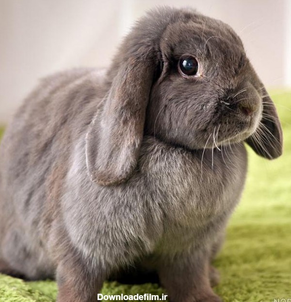 عکس خرگوش فرانسوی - عکس نودی