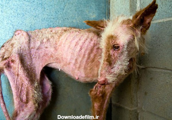 تصاویر/ شکنجه هولناک دو سگ!