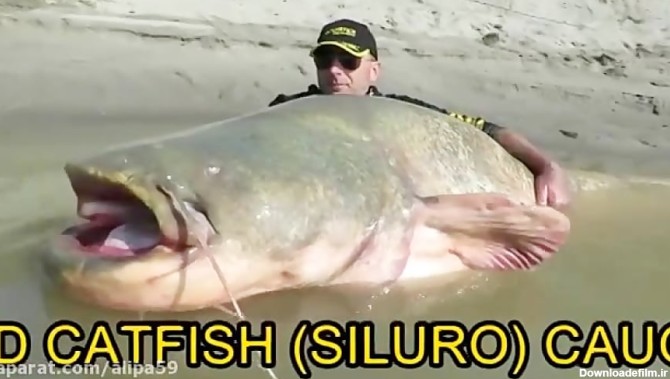 صید گربه ماهی عظیم الجثه