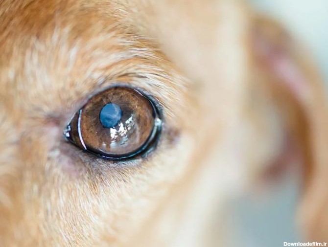 شناخت بیماری های شایع در سگ ها | پت لینک