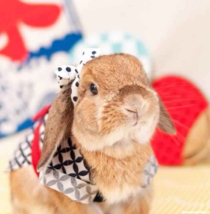 خوشتیپ ترین خرگوش جهان! (عکس)