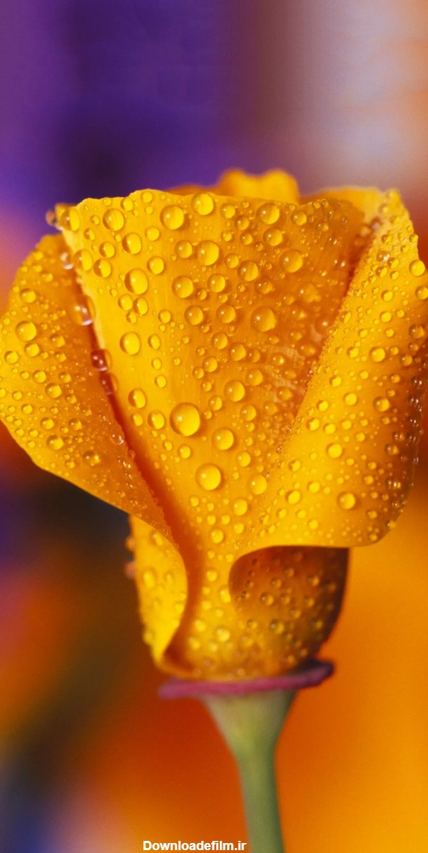 قاب مدیا | عکس زمینه گوشی با کیفیت گل زرد , شبنم , گل لاله