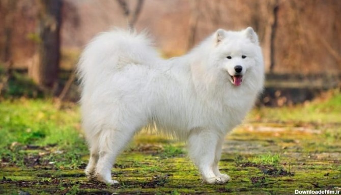 15 تا از خوشگل ترین سگ های دنیا و ایران+معیارهای انتخاب