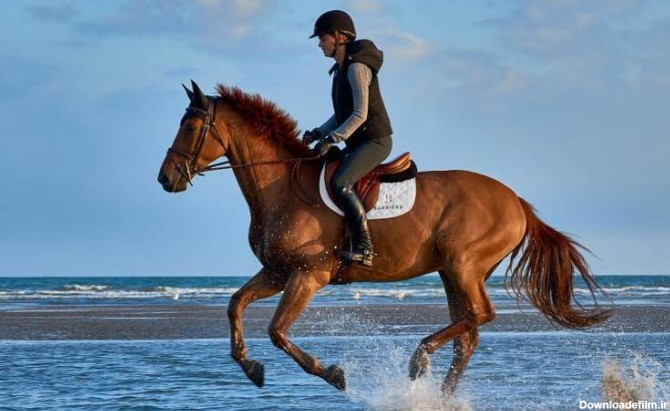 آموزش اسب سواری: یک راهنمای کامل | اکتیک