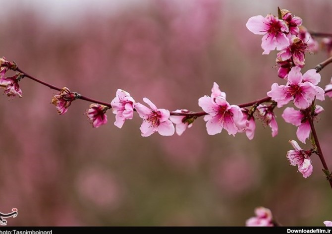 شکوفه های بهاری در بجنورد به روایت تصاویر - تسنیم