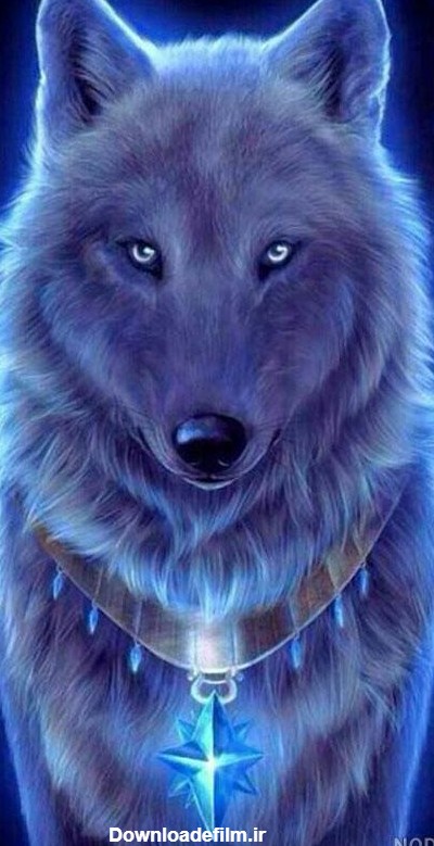 عکس یک گرگ زیبا