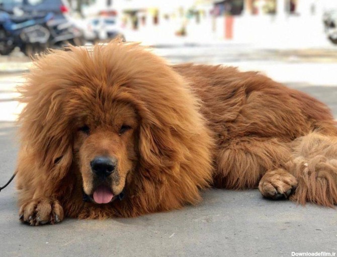 انواع سگ ماستیف تبتی
