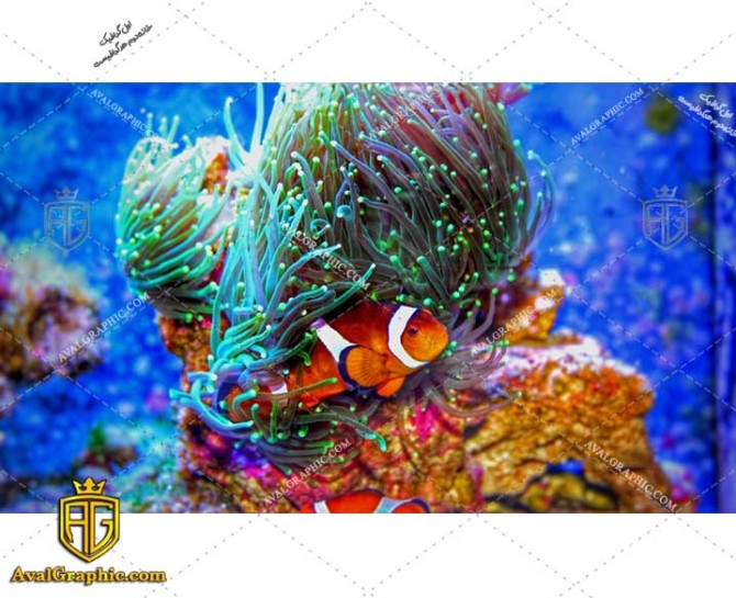 عکس با کیفیت ماهی پرکولا مناسب برای طراحی و چاپ - عکس ماهی - تصویر ماهی - شاتر استوک ماهی - شاتراستوک ماهی