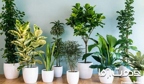 انواع "گلهای آپارتمانی" | نگهداری گیاهان آپارتمانی - خدمت از ما