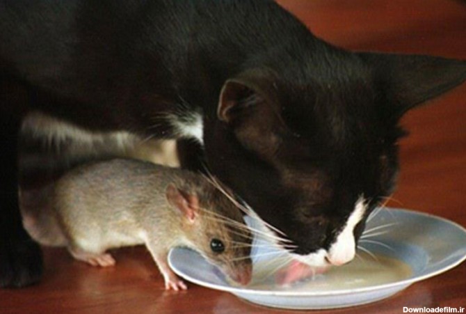 ببینید | حمله یک موش غول‌پیکر به ظرف غذای یک گربه؛ تام و جری واقعی