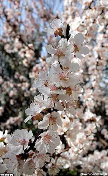 گزارش تصویری / سرزمین مهر : شکوفه های و گل های زیبای بهاری ...