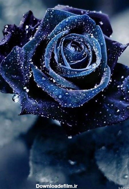 عکس زیباترین گل های جهان برای پروفایل - عکس نودی