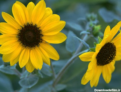 معرفی 10 گل زرد زیبا | انواع گل زرد همراه عکس