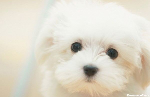 بکگراند بامزه لپتاپ با طرح سگ سفید رنگ کوچک