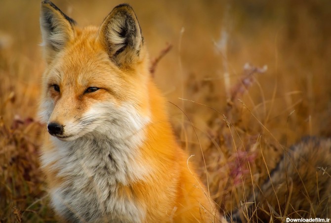 تصاویر روباه با کیفیت HD - مجله نورگرام