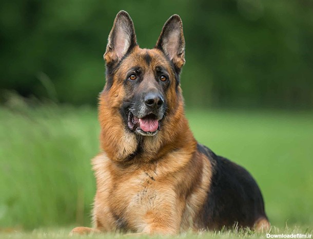 نژاد سگ ژرمن شپرد (German Shepherd Dog) عکس و ویدیو