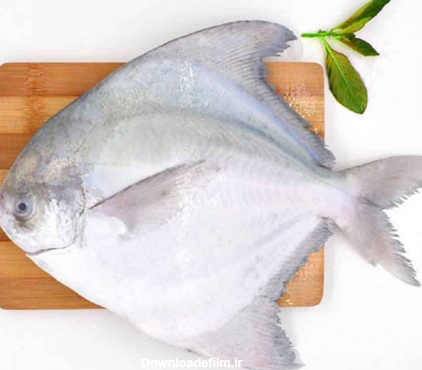 خواص، قیمت و خرید ماهی حلوا سفید بزرگ (زبیدی) - ماهی مشتا
