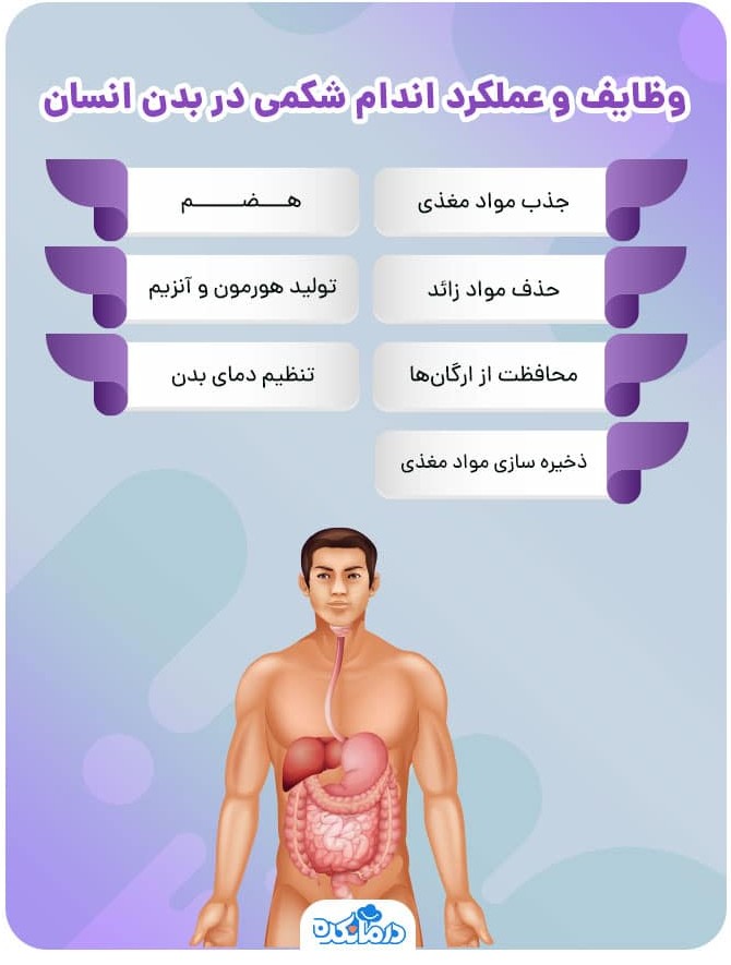 آناتومی شکم انسان چیست؟ تشخیص انواع بیماری‌های شکمی