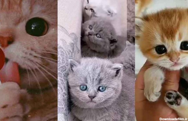 50 عکس گربه برای پروفایل 2023 جدید؛ بسیار ملوس و کیوت گوگولی با ژستهای مختلف