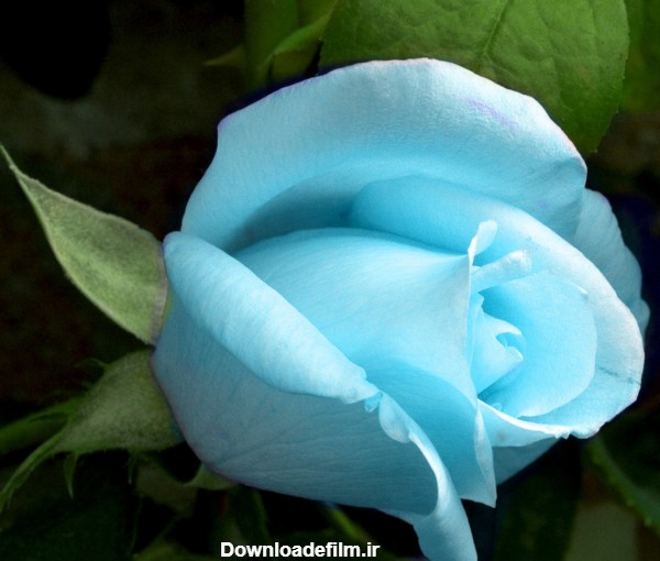عکس گل رز آبی روشن beautiful blue roses