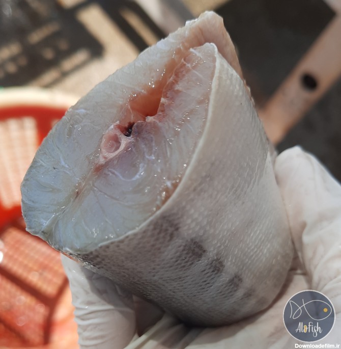 ماهی دوولمی (شیر نیزه ای دم زرد) – فروشگاه الوفیش
