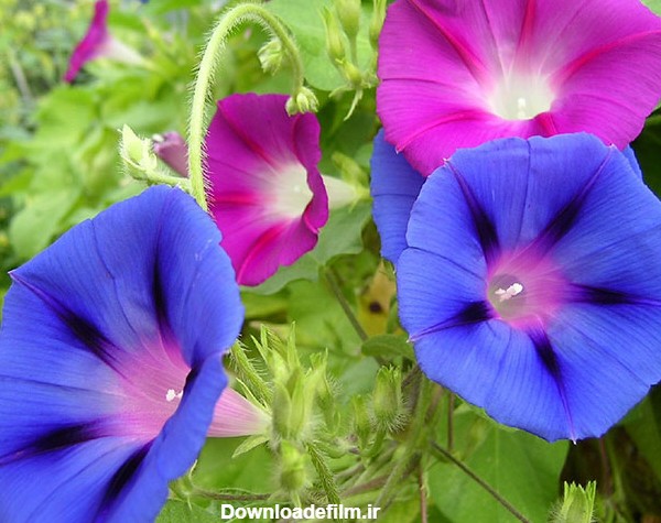 19 عکس زیبا و دیدنی از گل های پیچک نیلوفر در رنگ های شاد و گوناگون