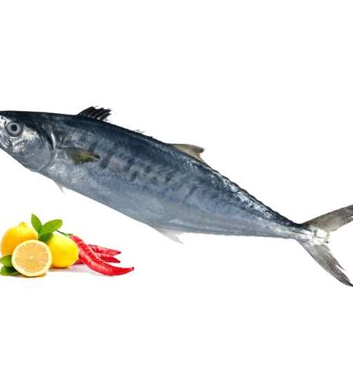 ماهی شیر | شیر ماهی | فروشگاه ماهی و میگو تازه و منجمد لیان فیش