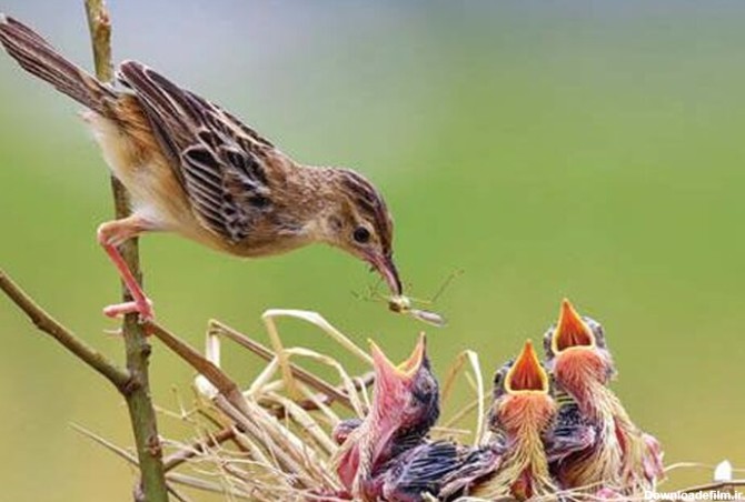 ببینید | تصاویری شگفت‌انگیز از لحظه غذا دادن پرنده به جوجه‌هایش