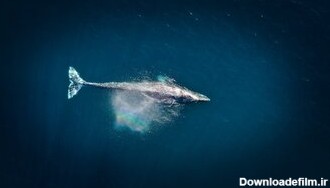 نهنگ ۵۲؛ تنهاترین نهنگ اقیانوس!/ عکس