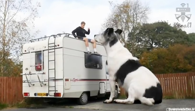 ویدئوی بزرگترین سگ جهان !!! حتما ببینید. > وایرال وان > viral1.ir