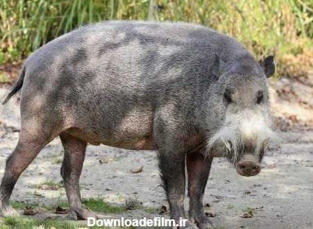 خصوصیات و زندگی خوک ها - گوشت خوک - دنیاها، دانشنامهٔ فارسی