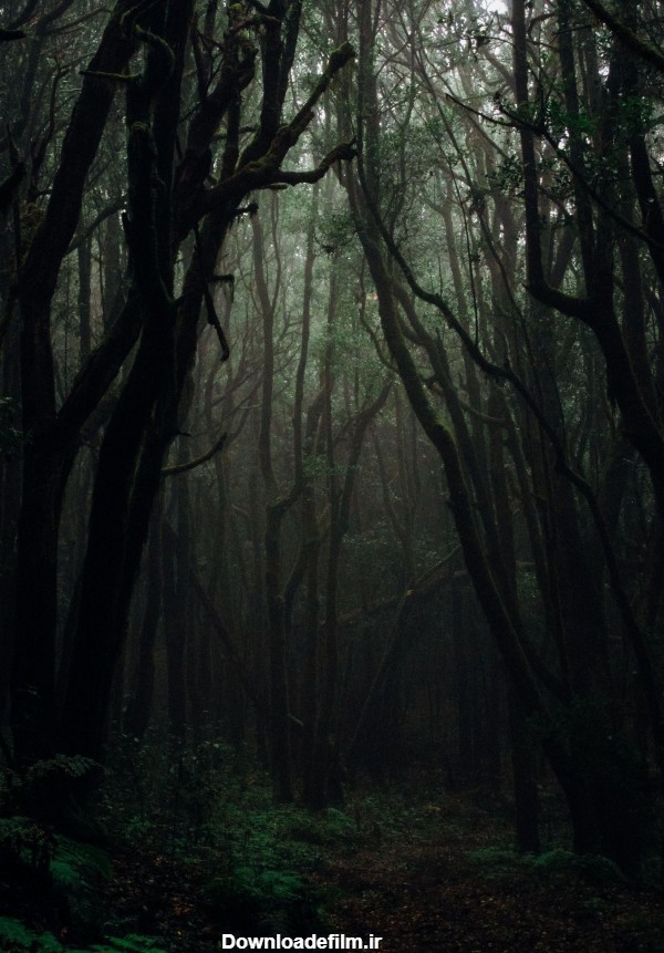 عکس ترسناک جنگل