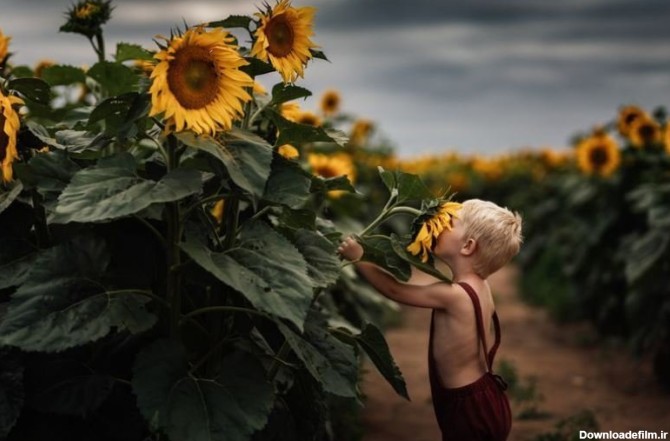 خبرآنلاین - عکس | بوییدن گل آفتاب‌گردان در عکس روز نشنال ...