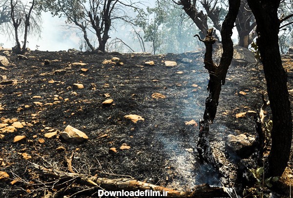 فرارو - (تصاویر) آتش‌سوزی در جنگل‌های ایلام - صاحب‌خبر